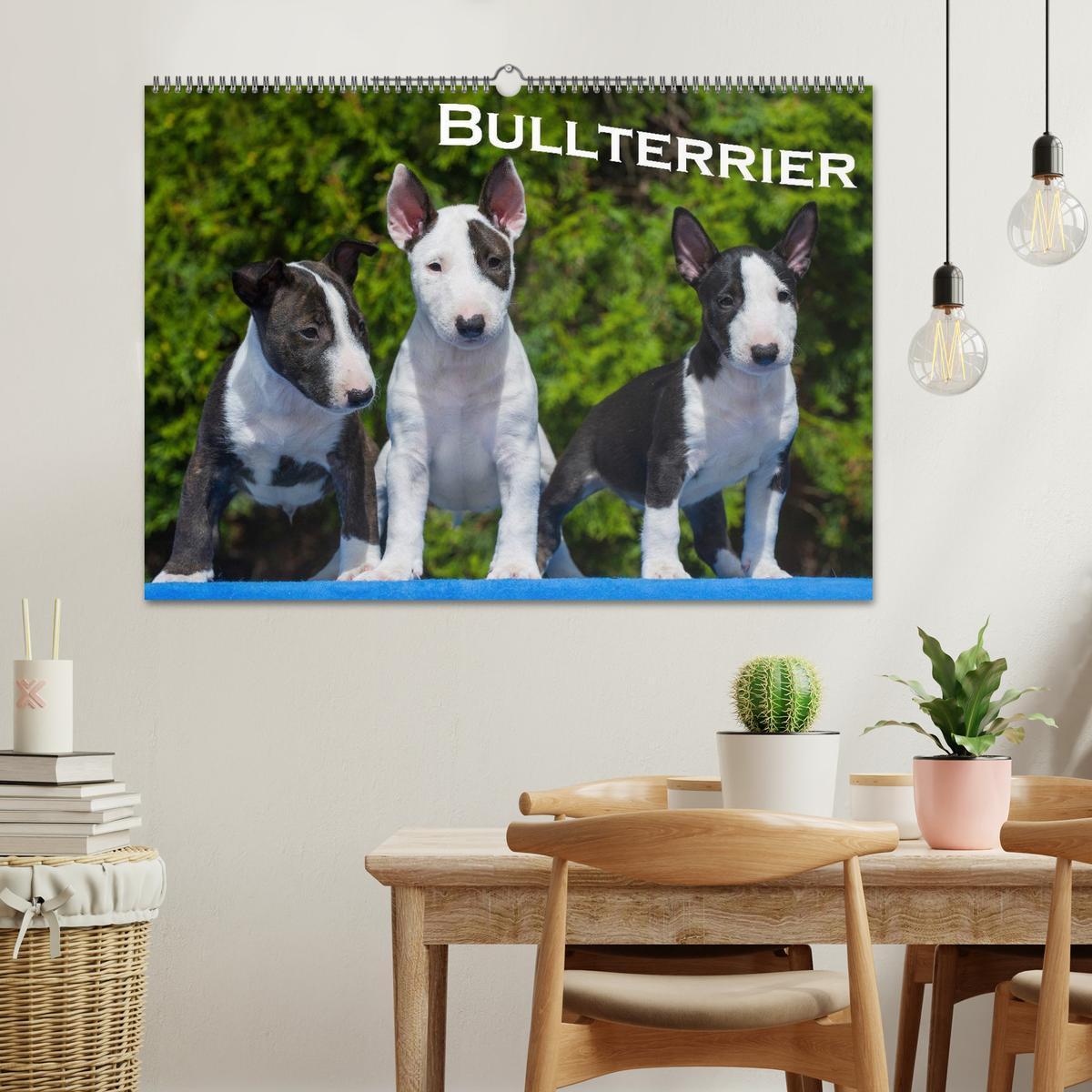 Bild: 9783435768127 | Bullterrier (Wandkalender 2025 DIN A2 quer), CALVENDO Monatskalender