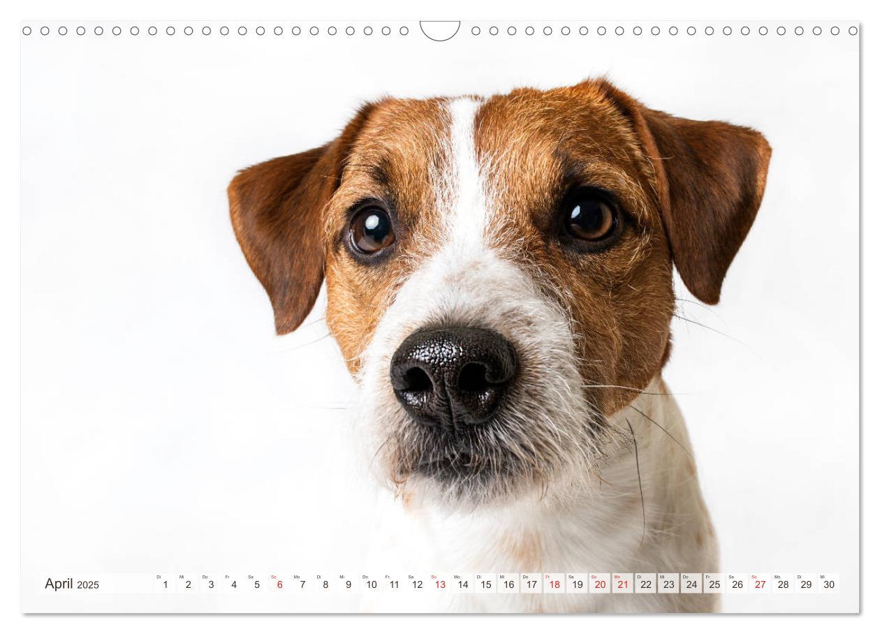 Bild: 9783435254682 | Kleine Hunde - Große Blicke (Wandkalender 2025 DIN A3 quer),...