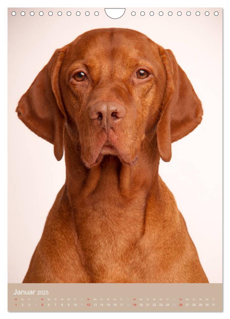 Bild: 9783457016176 | Magyar Vizsla im Portrait (Wandkalender 2025 DIN A4 hoch), CALVENDO...