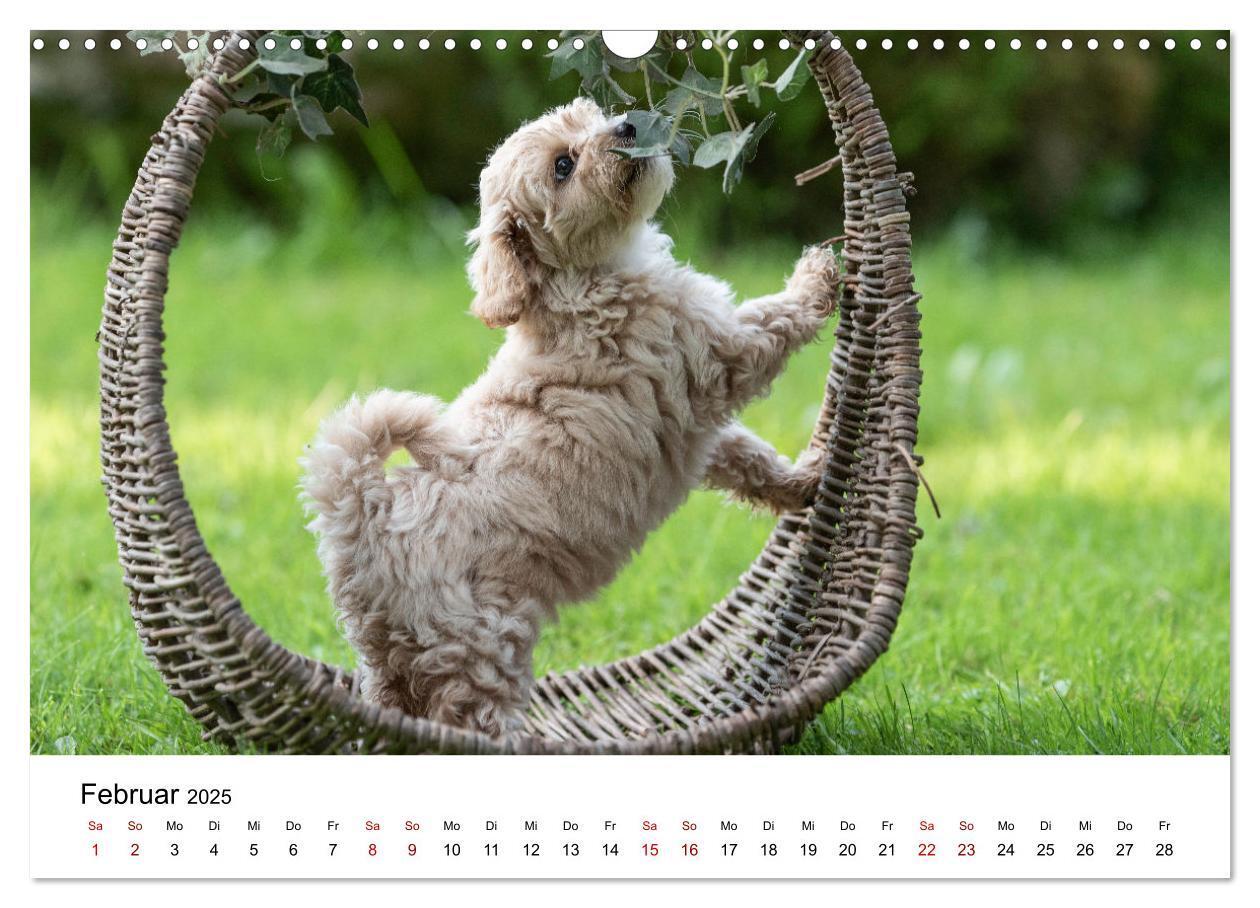 Bild: 9783435038053 | Maltipoo Welpen (Wandkalender 2025 DIN A3 quer), CALVENDO...