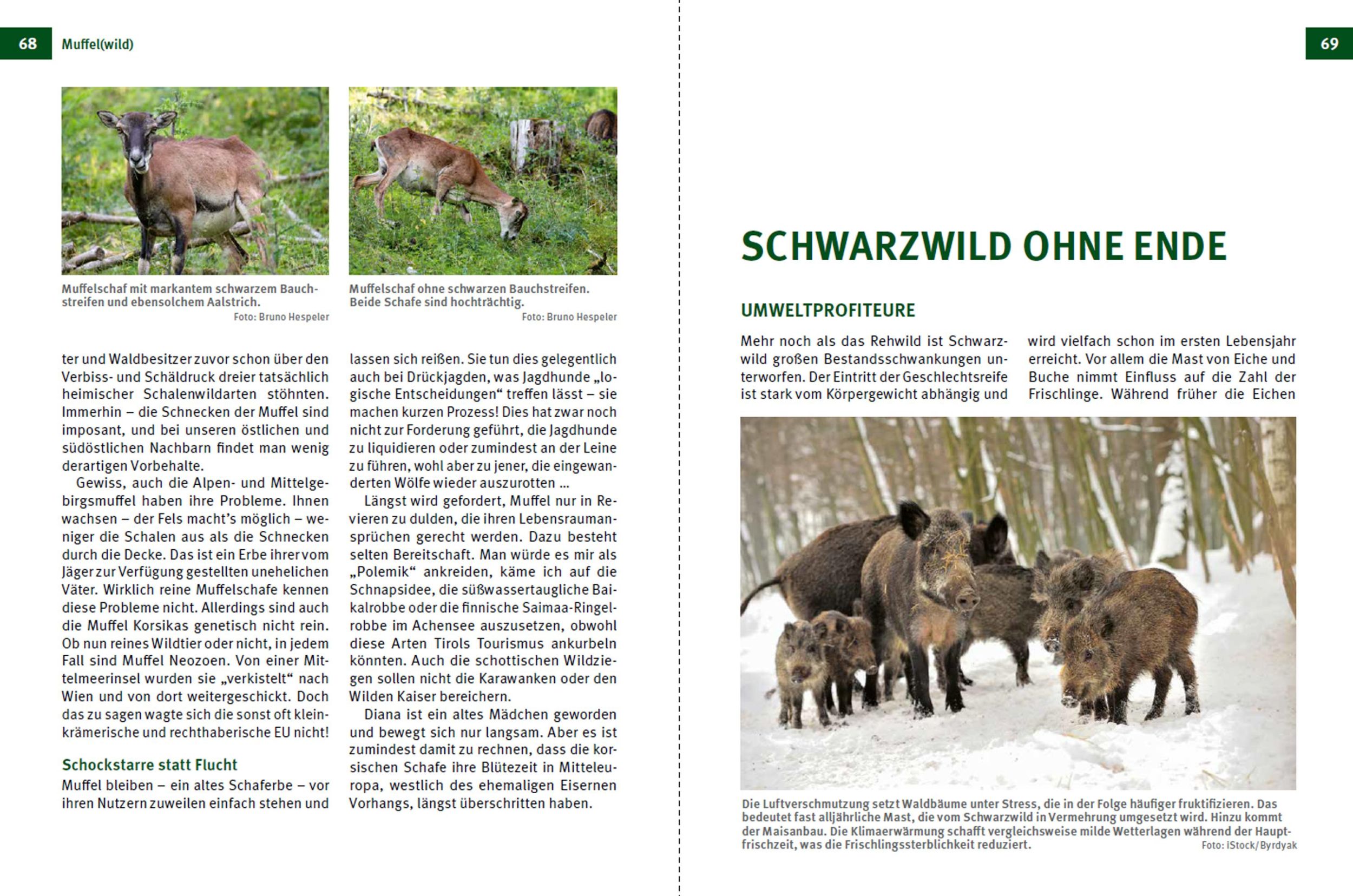 Bild: 9783702022570 | Die Jagd | Was bleibt und was sich ändert | Bruno Hespeler | Buch