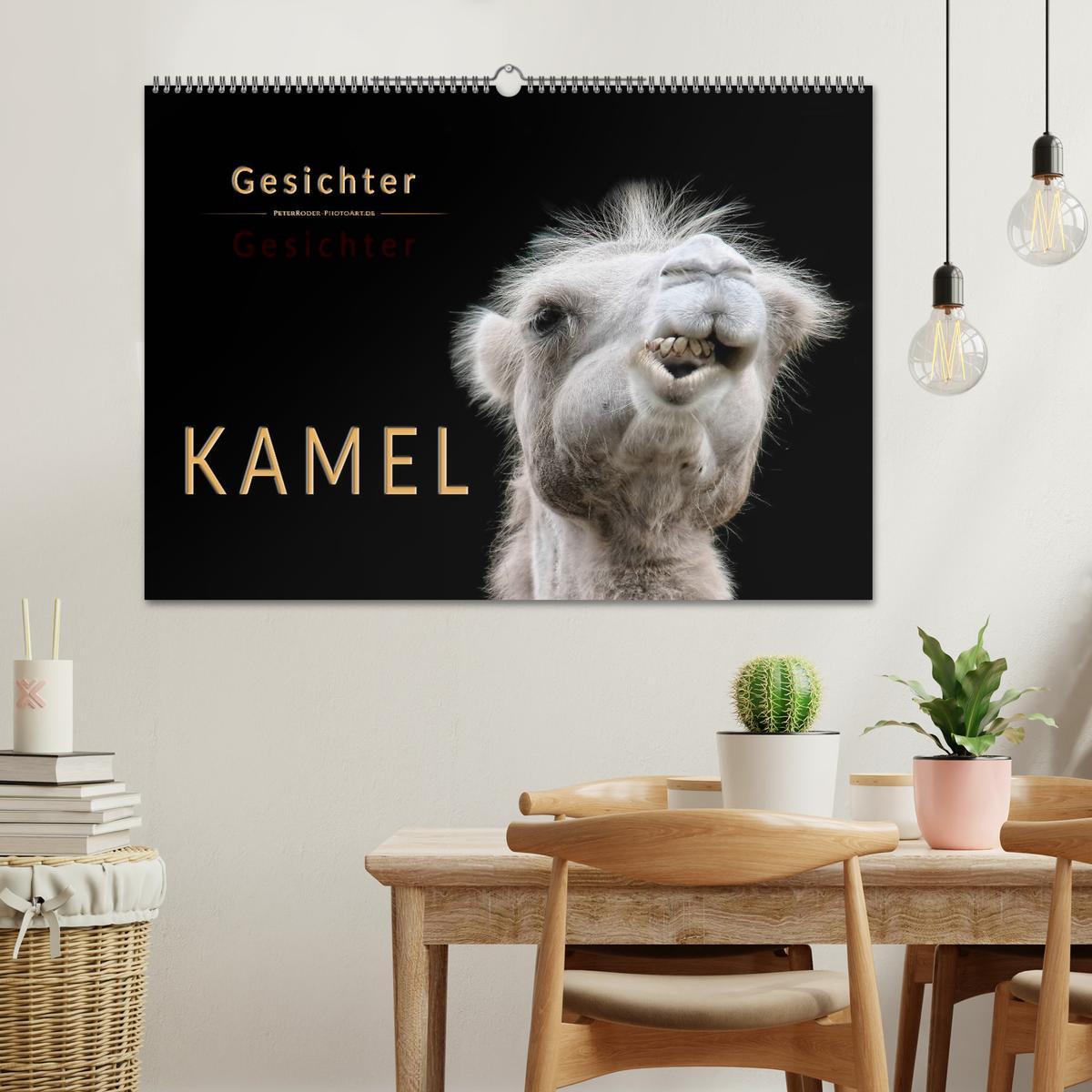 Bild: 9783435355570 | Kamel Gesichter (Wandkalender 2025 DIN A2 quer), CALVENDO...