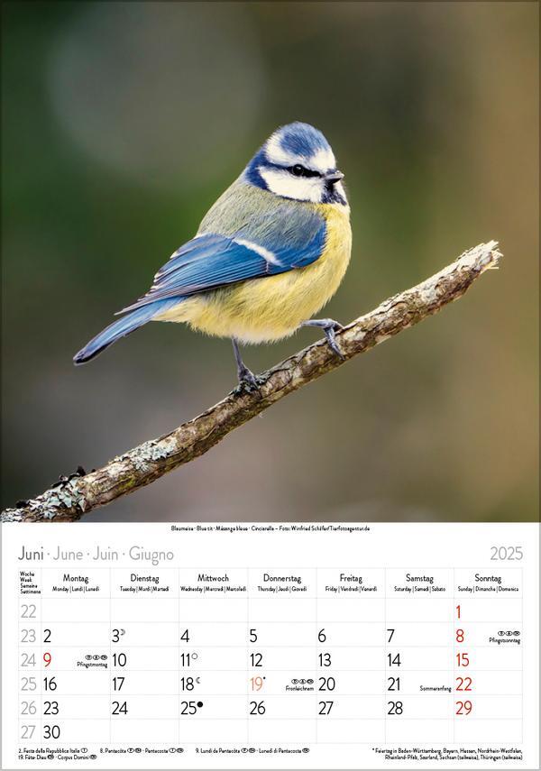 Bild: 9783731876205 | Vögel 2025 | Verlag Korsch | Kalender | Spiralbindung | 13 S. | 2025