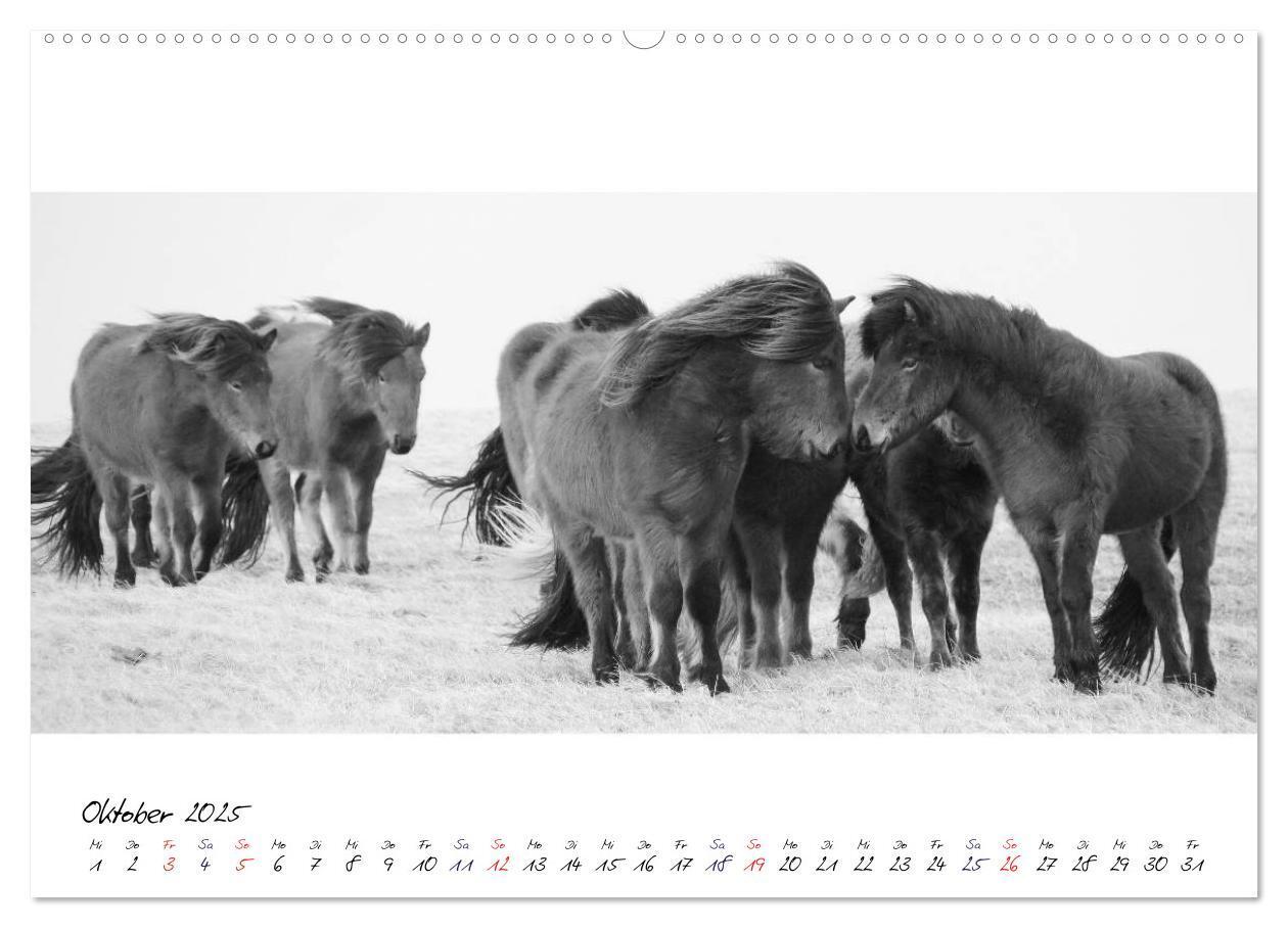 Bild: 9783435760251 | Islandpferde von Brimilsvellir (hochwertiger Premium Wandkalender...