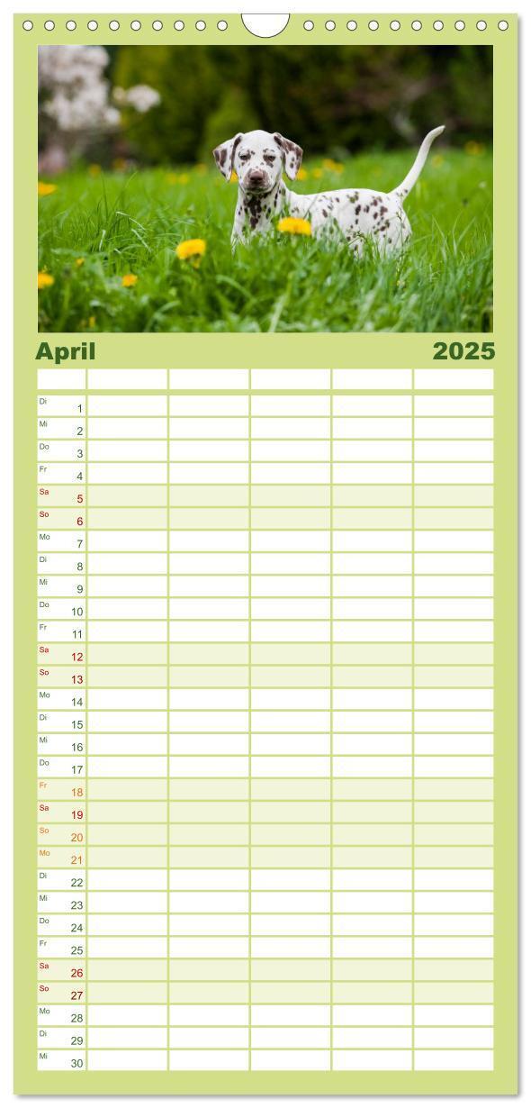 Bild: 9783457113578 | Familienplaner 2025 - Dalmatiner mit 5 Spalten (Wandkalender, 21 x...