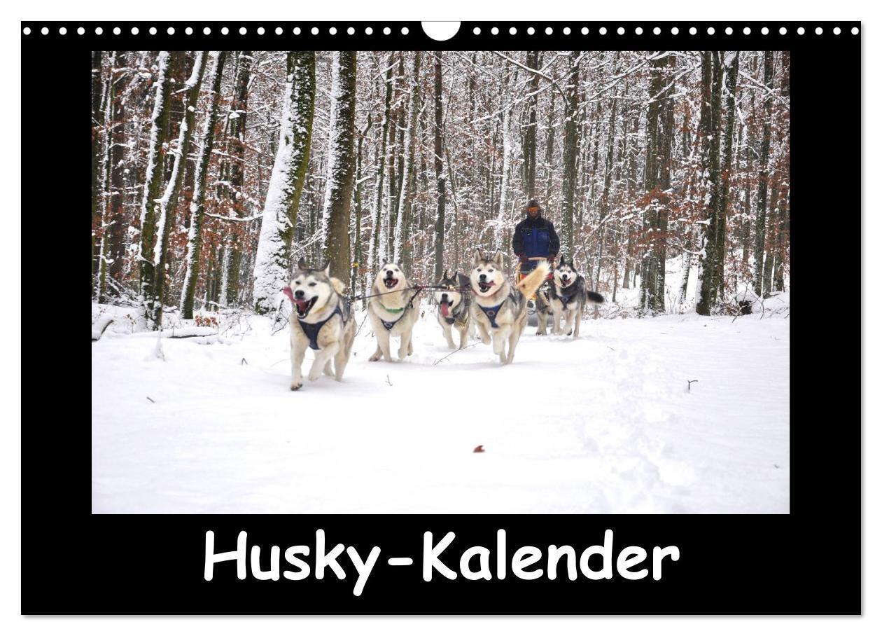 Cover: 9783435837342 | Husky-Kalender (Wandkalender 2025 DIN A3 quer), CALVENDO...