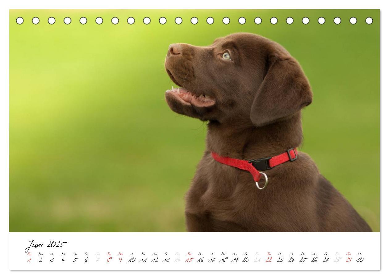 Bild: 9783435714353 | Labrador Welpe - Seelenhund (Tischkalender 2025 DIN A5 quer),...