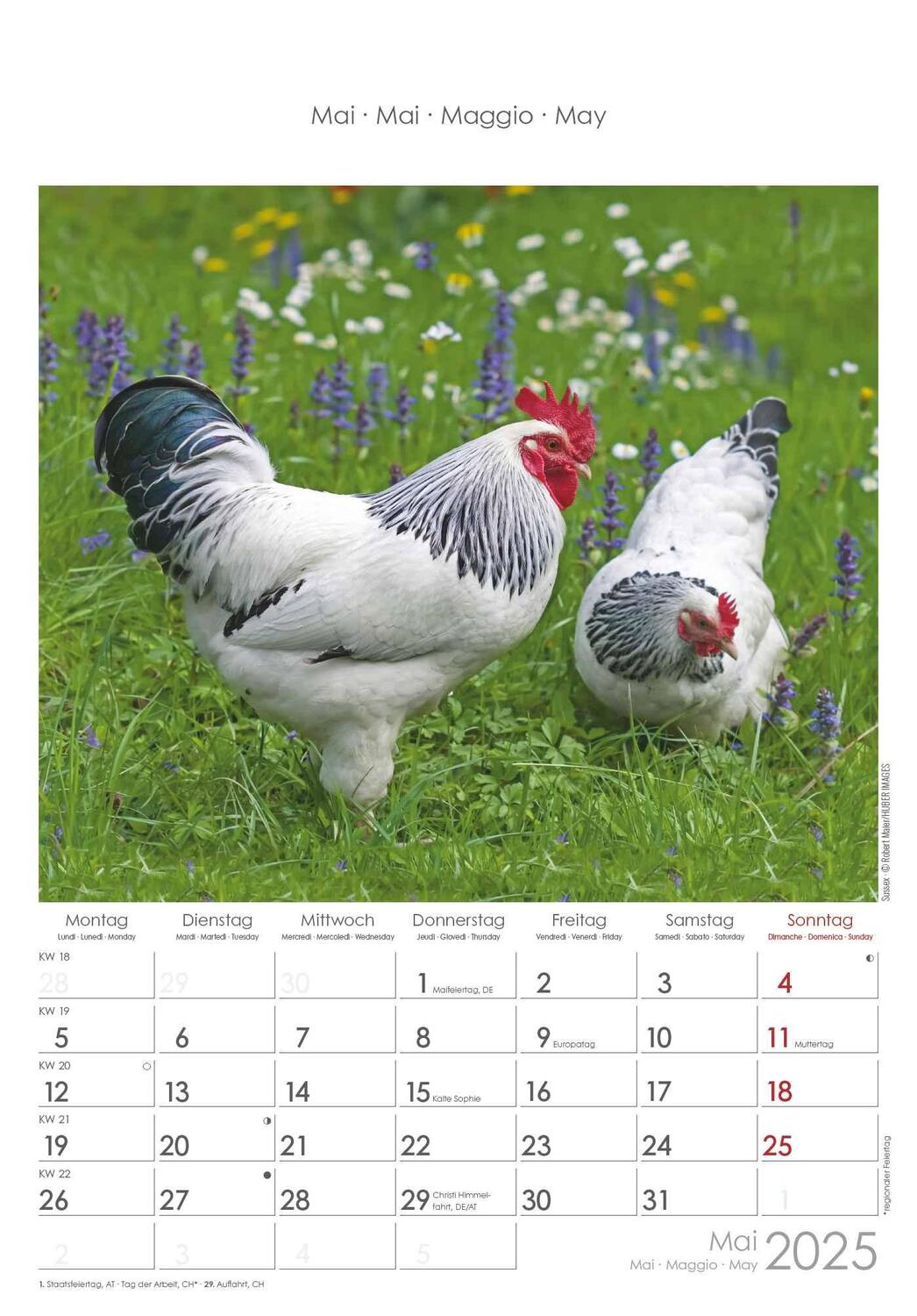 Bild: 4251732344351 | Hühner 2025 - Bildkalender 23,7x34 cm - Kalender mit Platz für...