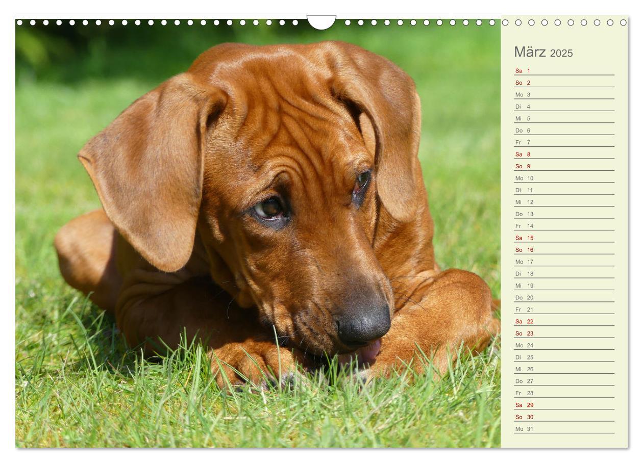 Bild: 9783383937415 | Rhodesian Ridgeback - Jung, wild, zuckersüß (Wandkalender 2025 DIN...