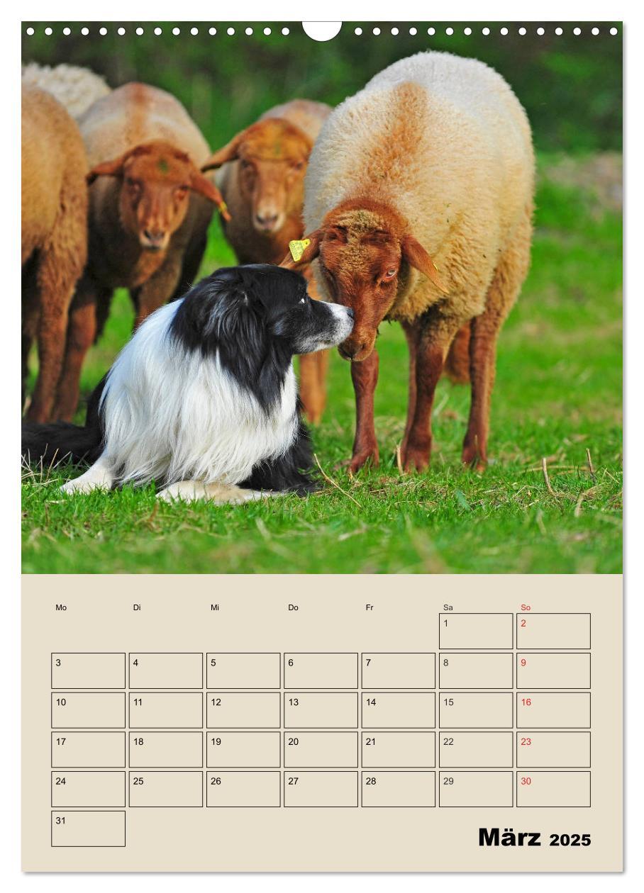 Bild: 9783435959204 | Border Collie - Ein Familienplaner (Wandkalender 2025 DIN A3 hoch),...