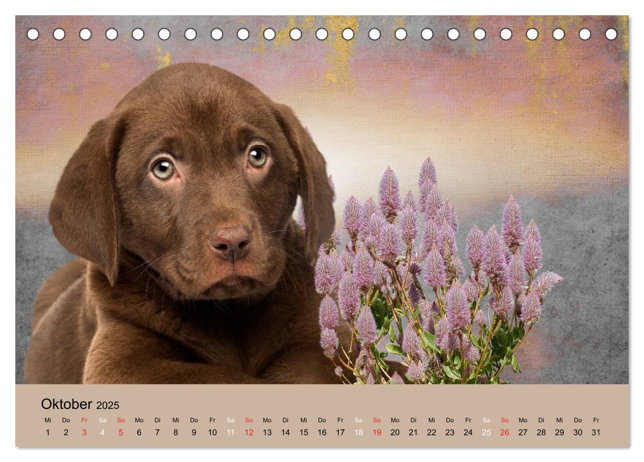 Bild: 9783435160242 | Labrador Retriever unsere Freunde (Tischkalender 2025 DIN A5 quer),...