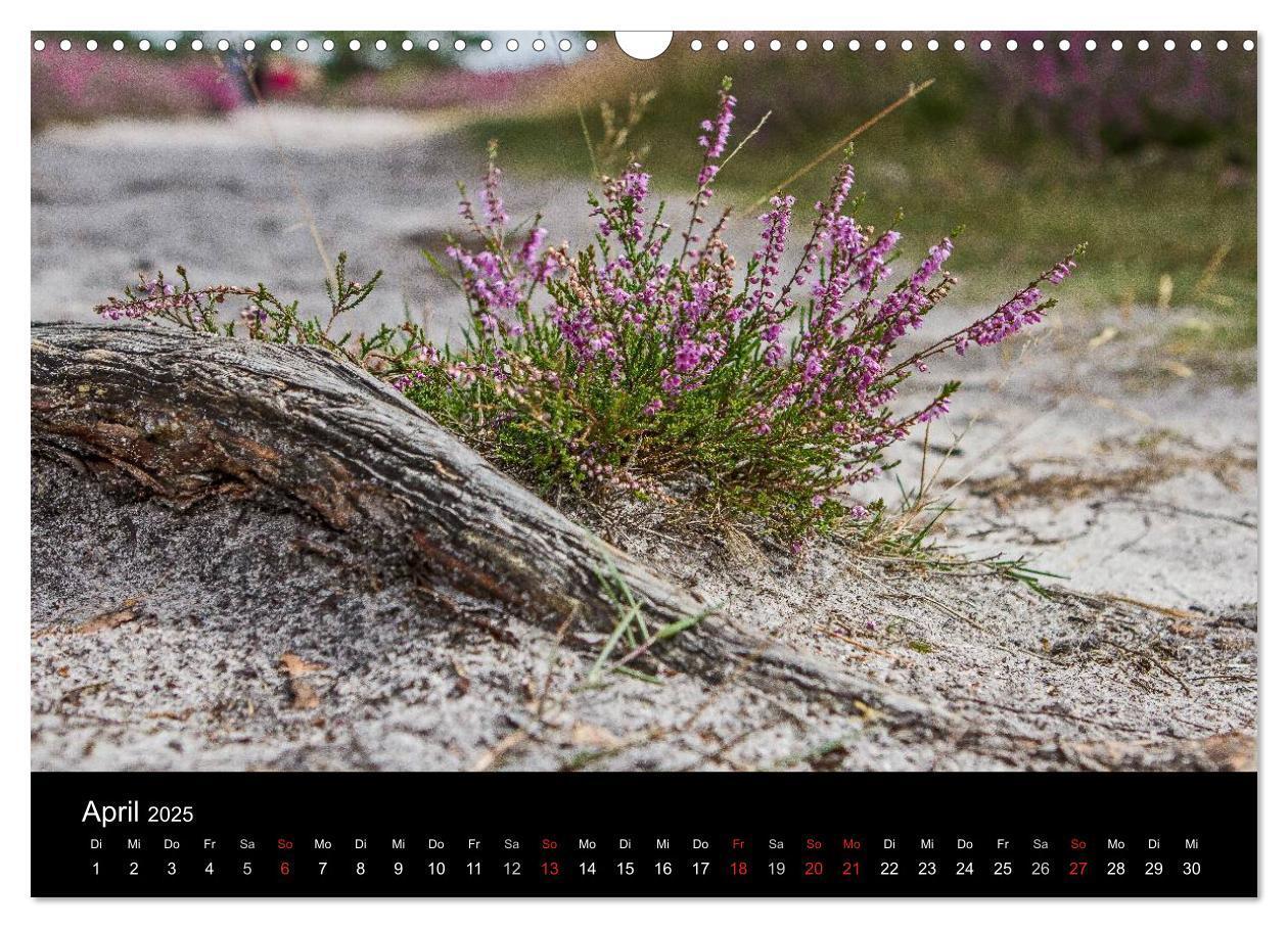 Bild: 9783435775415 | Lüneburger Heide (Wandkalender 2025 DIN A3 quer), CALVENDO...