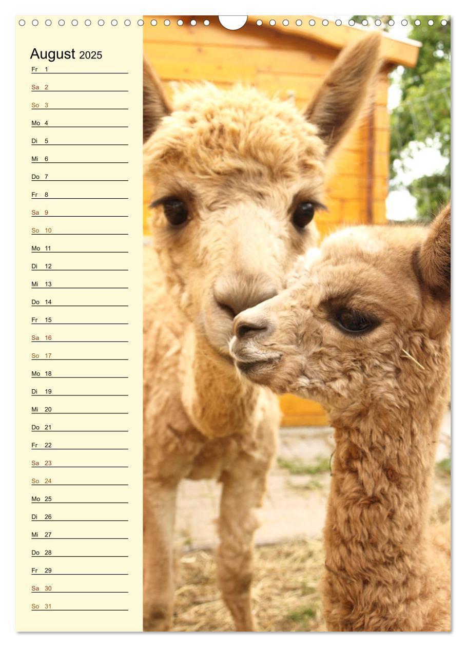 Bild: 9783435990504 | Alpakas zum Knuddeln gerne (Wandkalender 2025 DIN A3 hoch),...