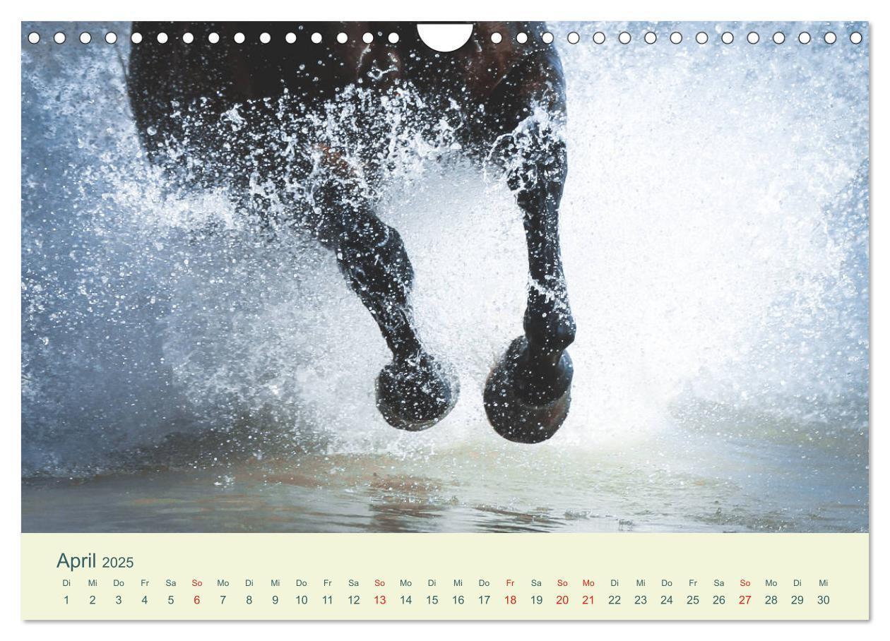 Bild: 9783435216062 | PFERDE &amp; MEER (Wandkalender 2025 DIN A4 quer), CALVENDO Monatskalender