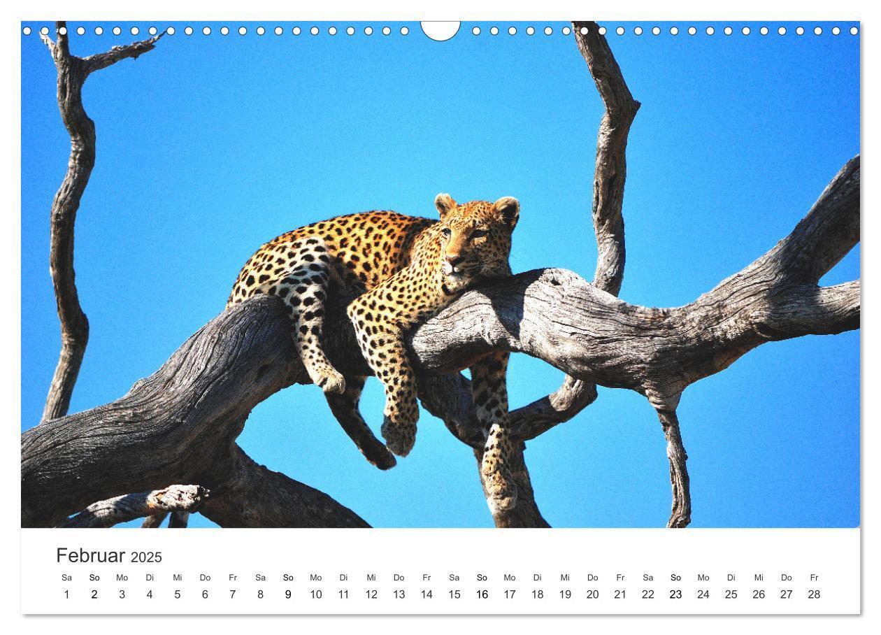 Bild: 9783383957031 | Botswana - Grandiose Wildnis (Wandkalender 2025 DIN A3 quer),...