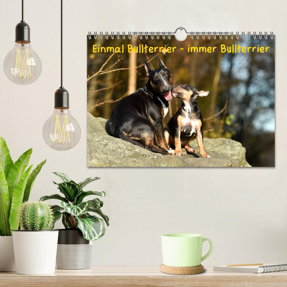 Bild: 9783435314577 | Einmal Bullterrier - immer Bullterrier (Wandkalender 2025 DIN A4...