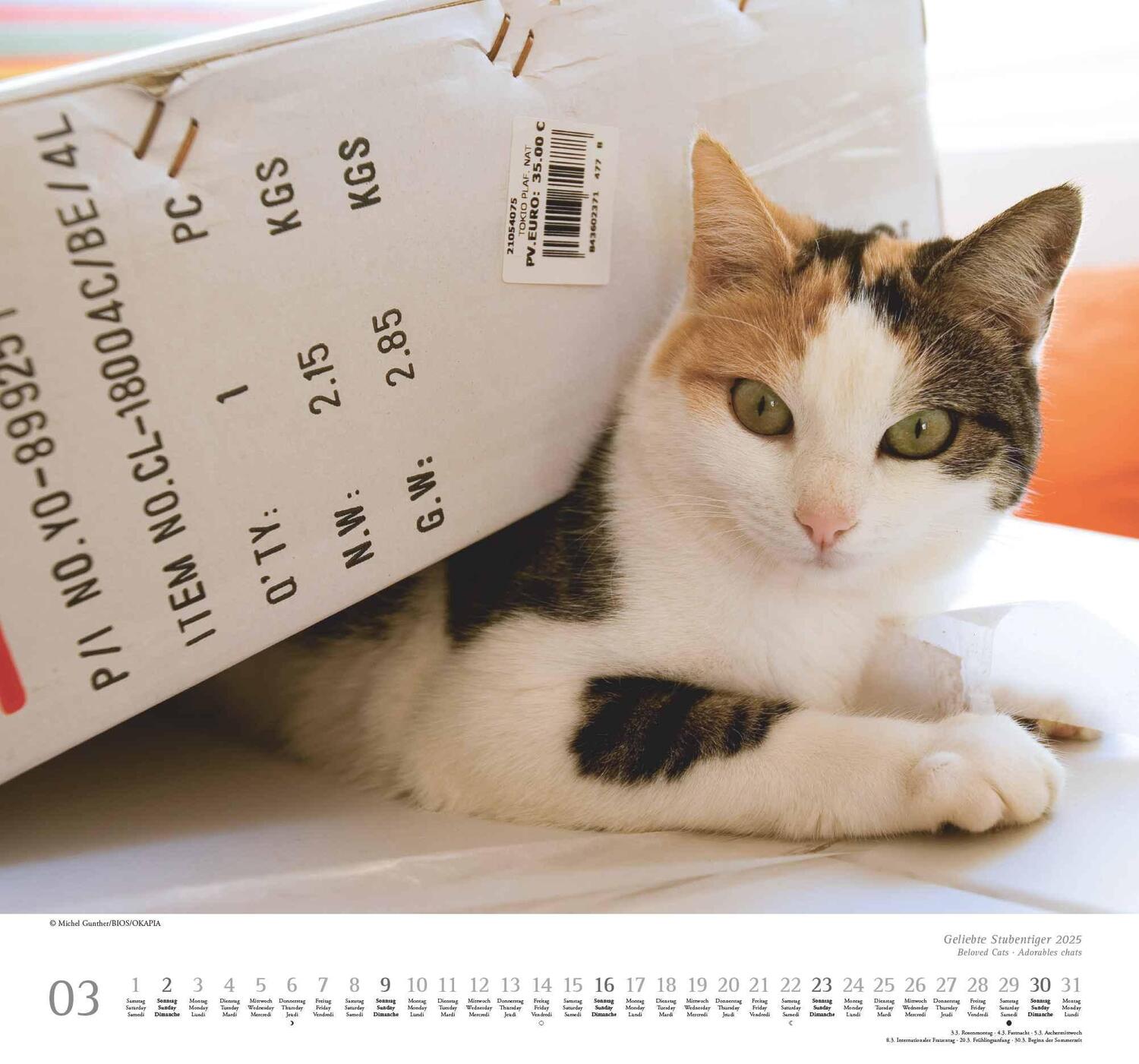 Bild: 4250809652498 | Geliebte Stubentiger 2025 - DUMONT Wandkalender - mit den...