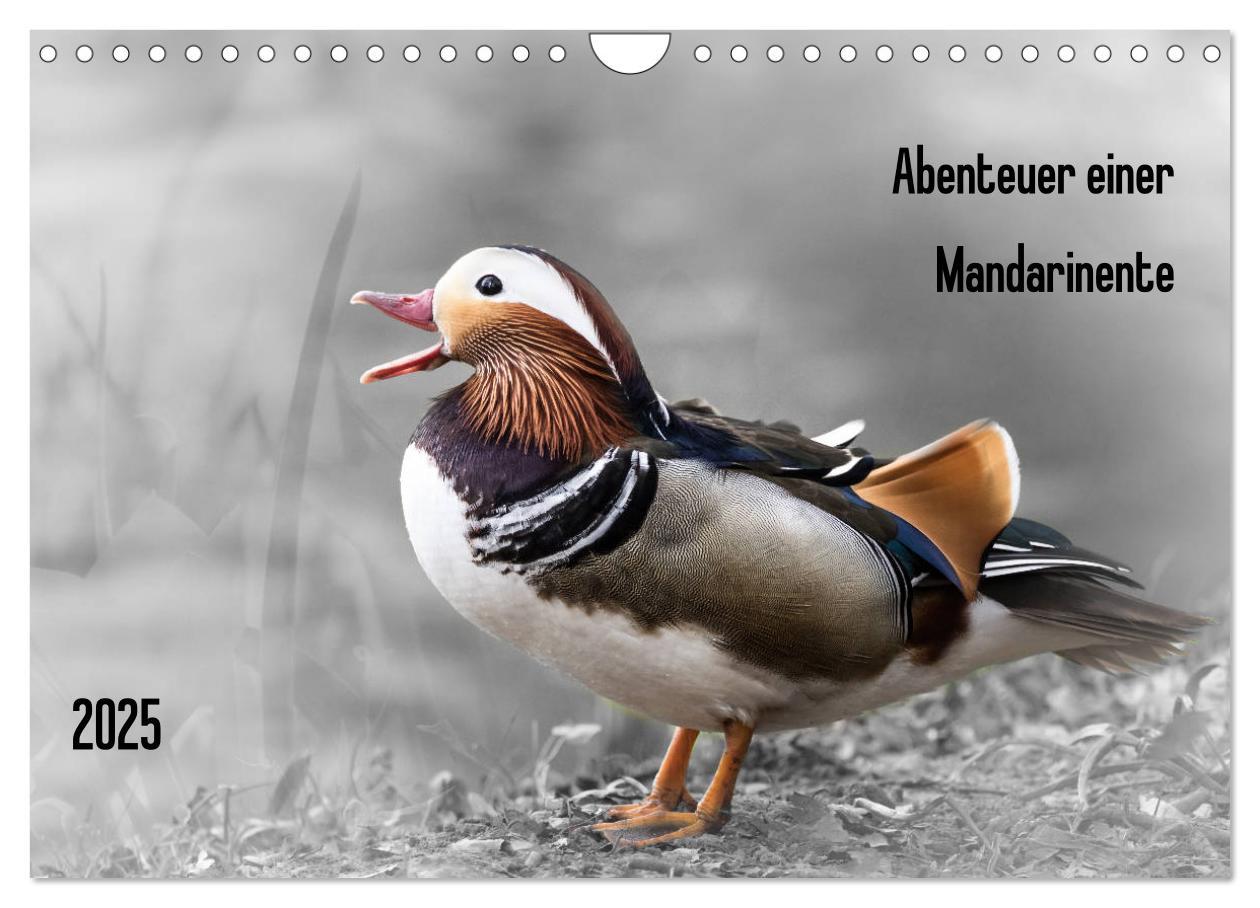 Cover: 9783435365418 | Abenteuer einer Mandarinente (Wandkalender 2025 DIN A4 quer),...