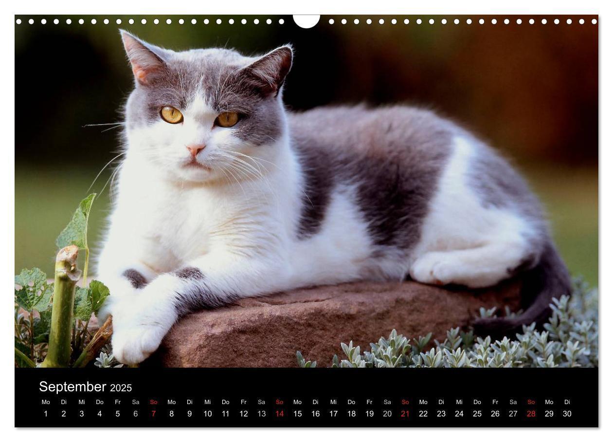 Bild: 9783435821259 | Katzen (Wandkalender 2025 DIN A3 quer), CALVENDO Monatskalender | 2025