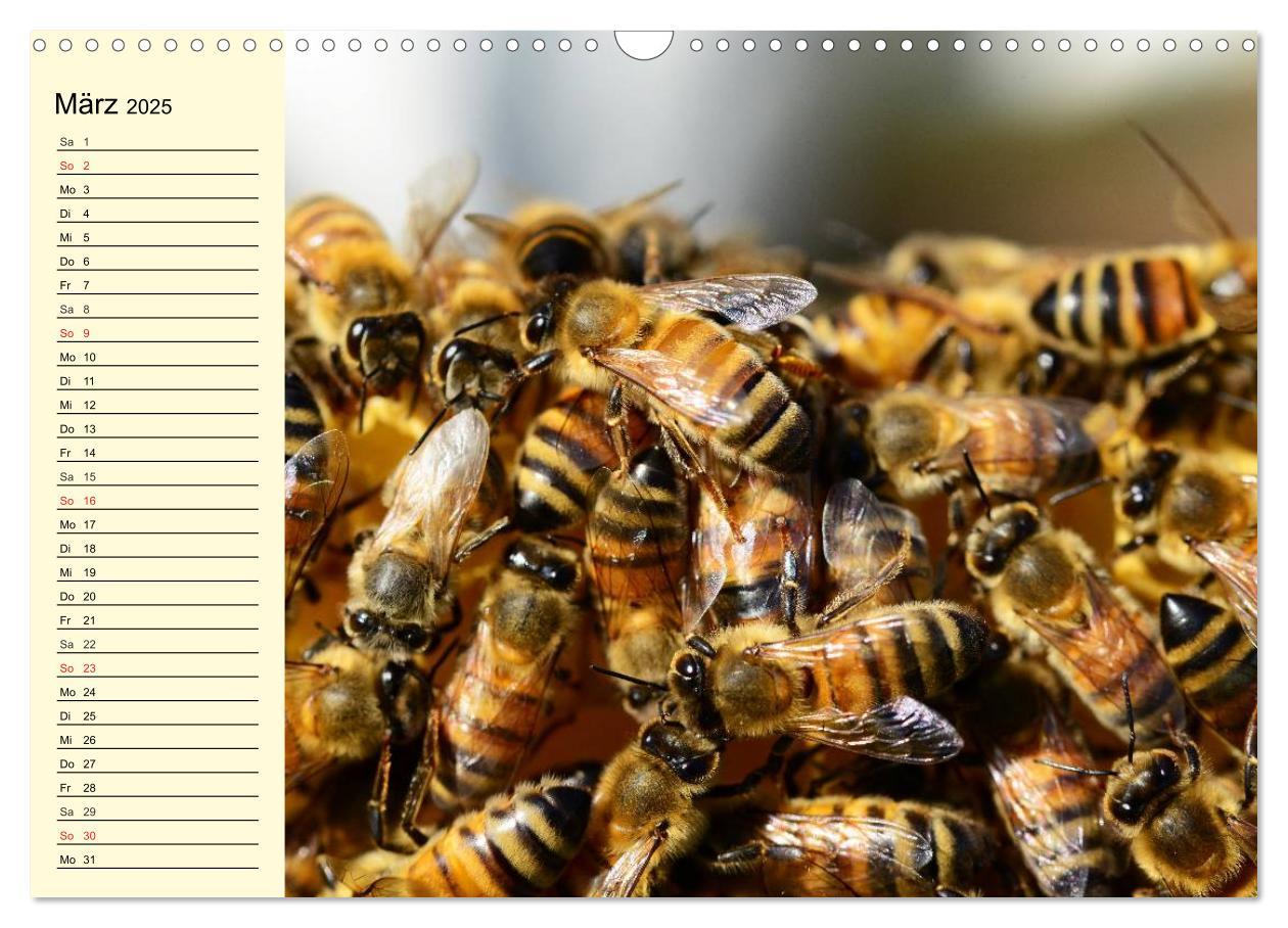 Bild: 9783435513970 | Fleißige Bienen. Von der Blüte bis zum Honig (Wandkalender 2025 DIN...