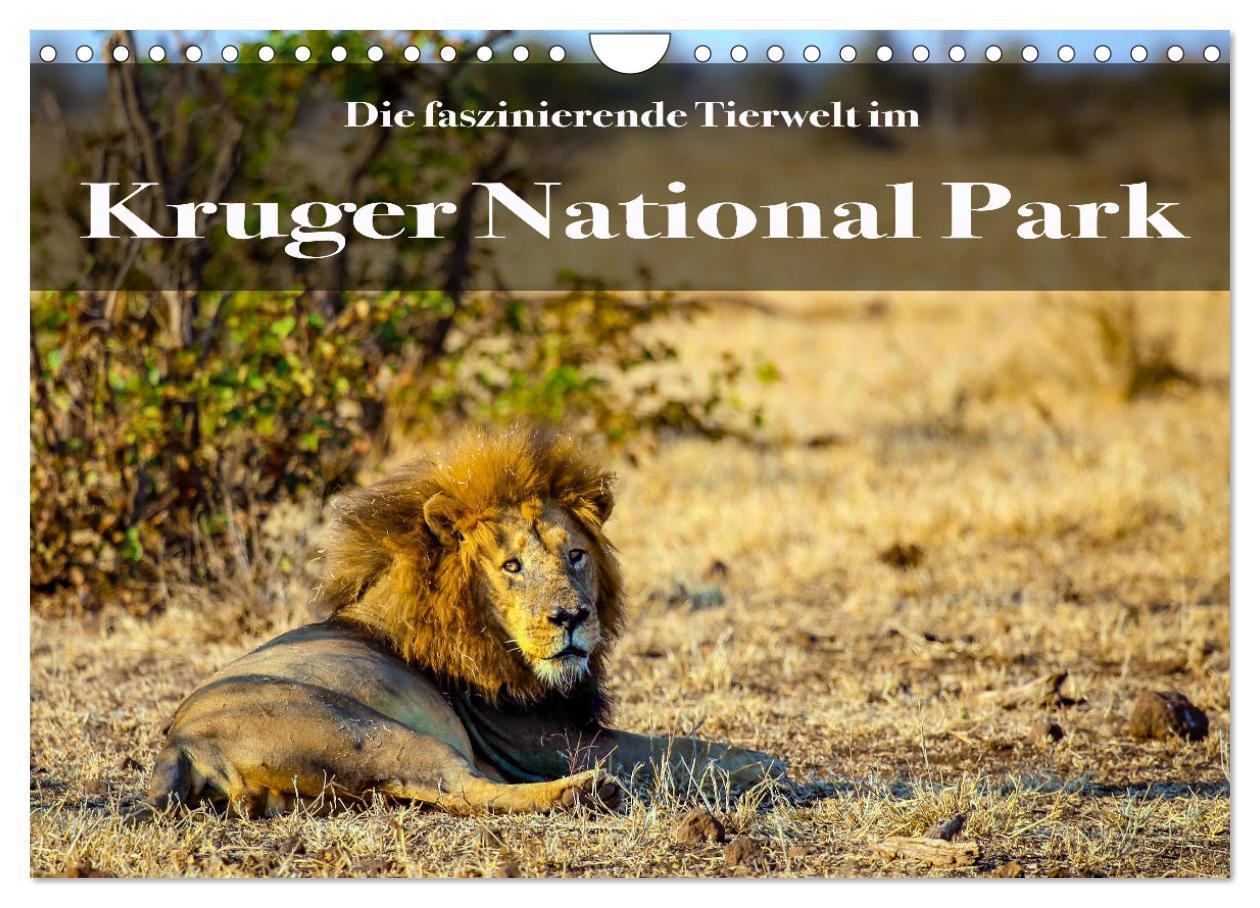 Cover: 9783435176182 | Faszinierende Tierwelt des Kruger National Parks (Wandkalender 2025...