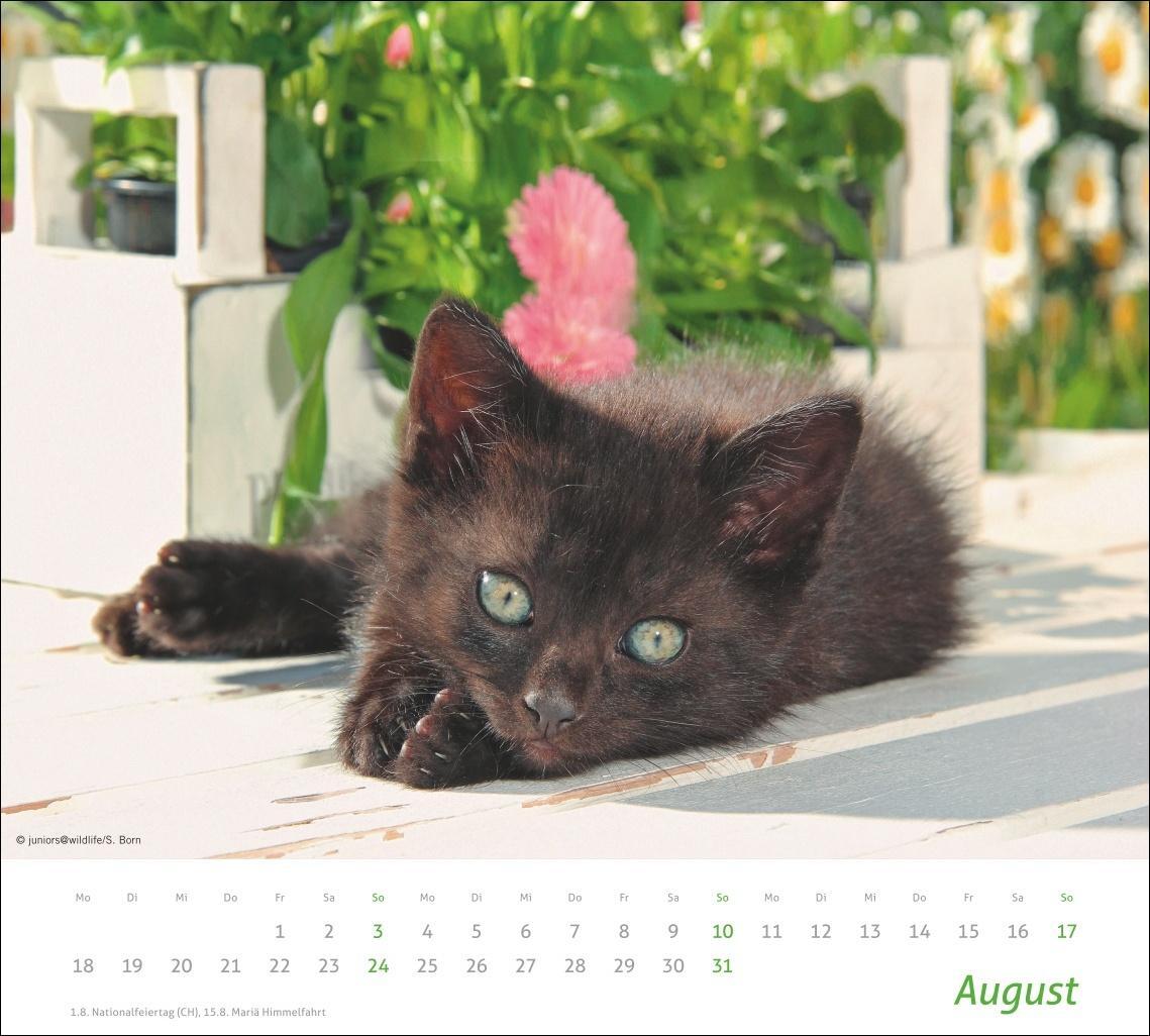 Bild: 9783756406852 | Katzen Bildkalender 2025 | Heye | Kalender | times&amp;more Kalender Heye