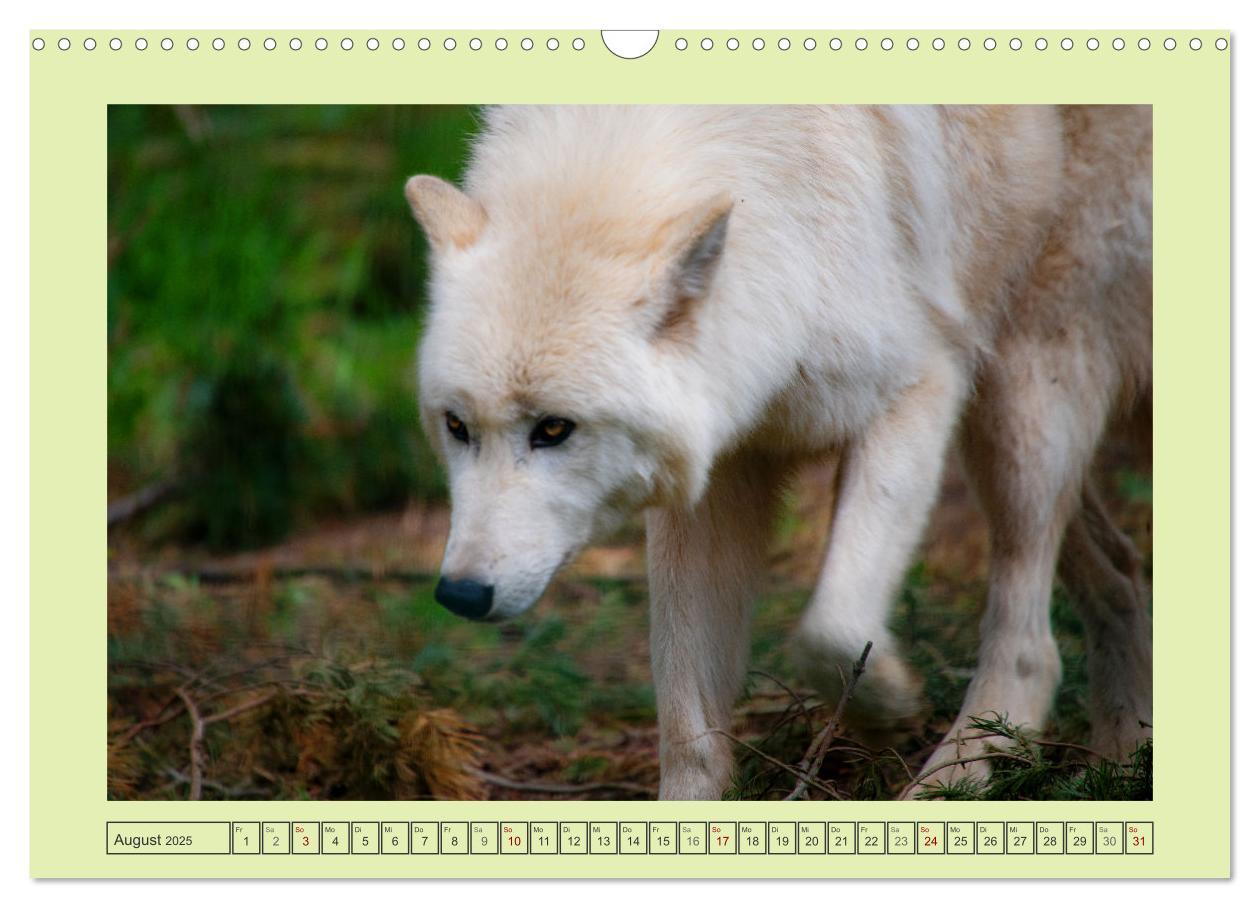 Bild: 9783383972652 | Wolf - wild und schön (Wandkalender 2025 DIN A3 quer), CALVENDO...