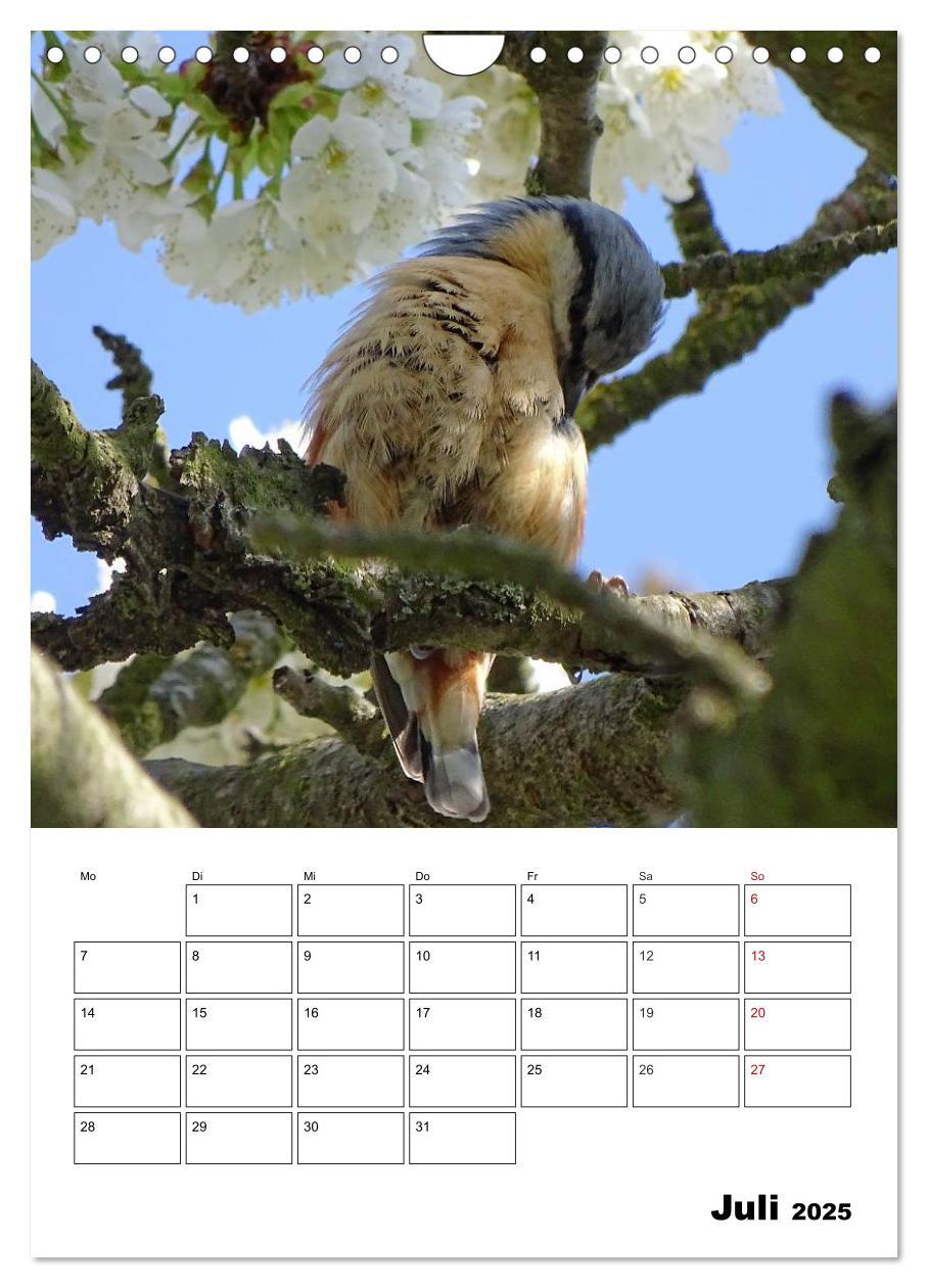 Bild: 9783457042380 | Amsel, Drossel, Fink und Star - beobachtet (Wandkalender 2025 DIN...