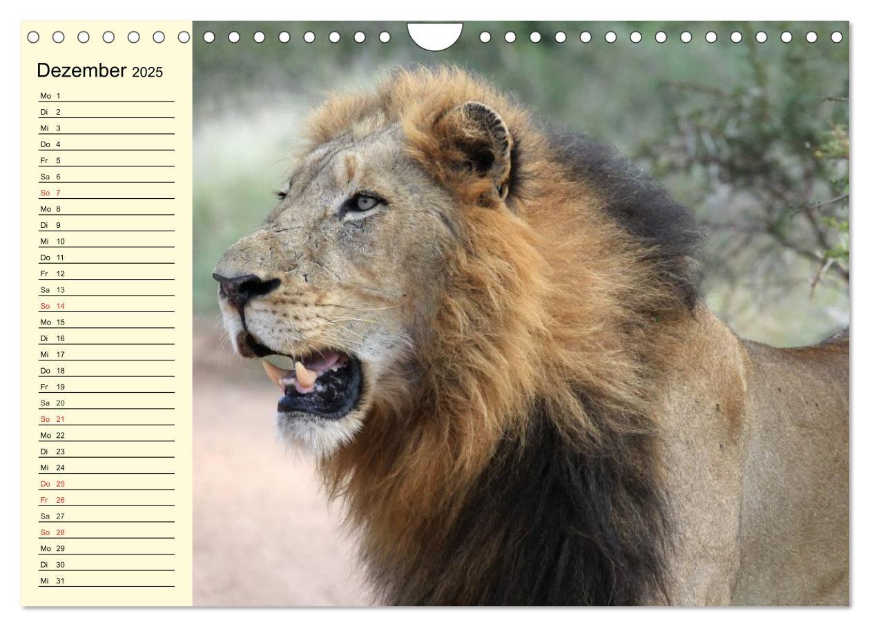 Bild: 9783435494118 | Afrika. Tiere in freier Wildbahn (Wandkalender 2025 DIN A4 quer),...