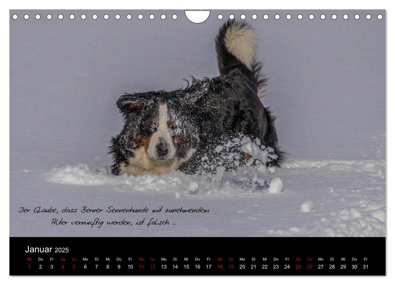 Bild: 9783435403431 | So ist er. Der Berner Sennenhund (Wandkalender 2025 DIN A4 quer),...