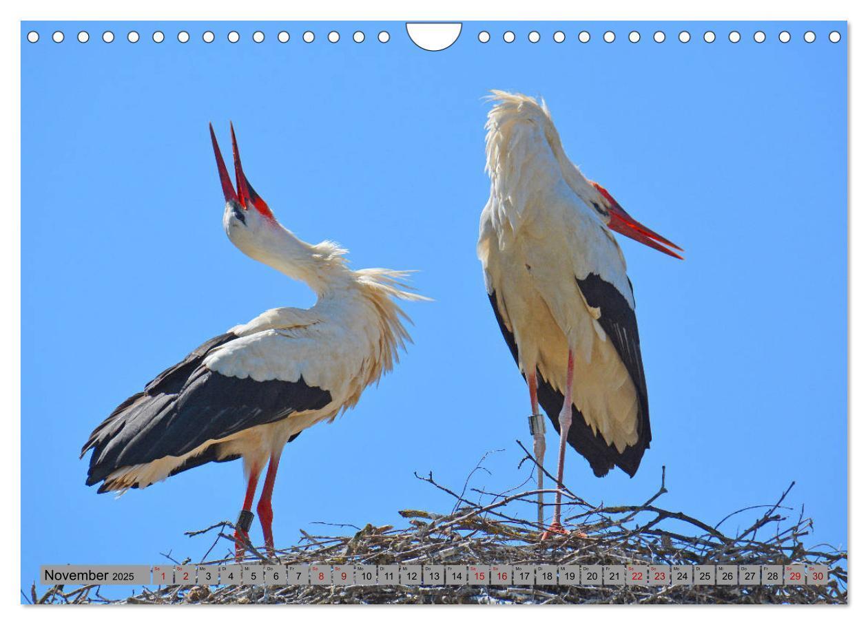 Bild: 9783435145720 | Zu Gast bei Familie Storch (Wandkalender 2025 DIN A4 quer),...