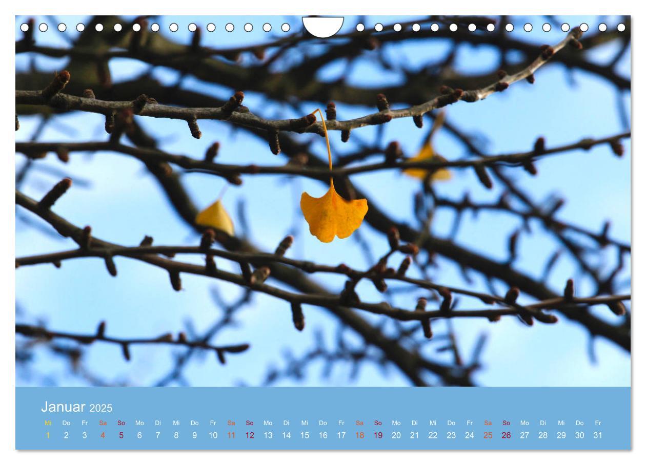 Bild: 9783435304981 | Geliebter Ginkgo (Wandkalender 2025 DIN A4 quer), CALVENDO...