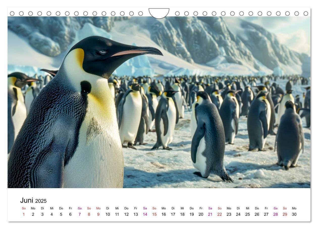 Bild: 9783457164389 | Maritim pur - Pinguine (Wandkalender 2025 DIN A4 quer), CALVENDO...