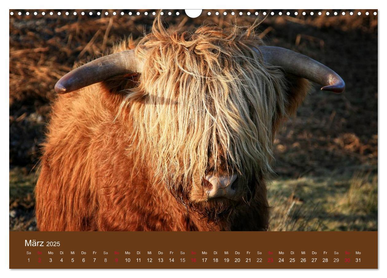 Bild: 9783435642625 | Schottische Hochlandrinder - Highland Cattle (Wandkalender 2025 DIN...