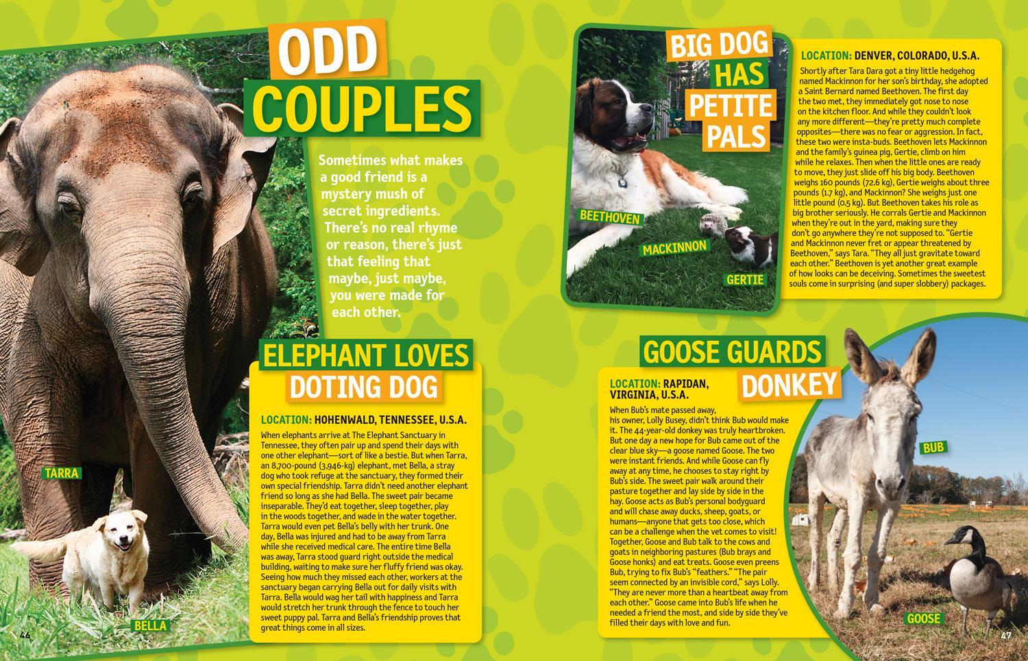 Bild: 9781426330186 | 125 Animal Friendships | National Geographic Kids (u. a.) | Buch | 125