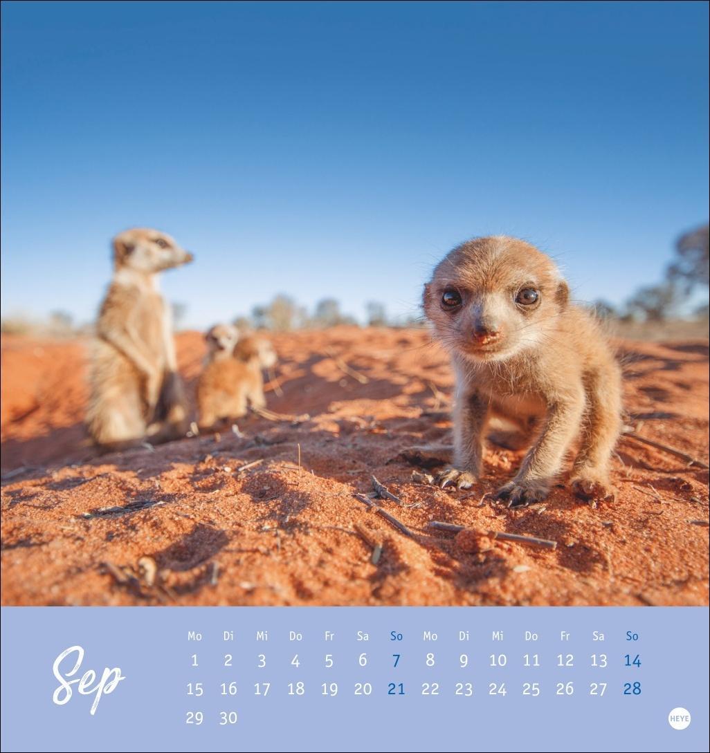 Bild: 9783756407163 | Erdmännchen Postkartenkalender 2025 | Heye | Kalender | Spiralbindung