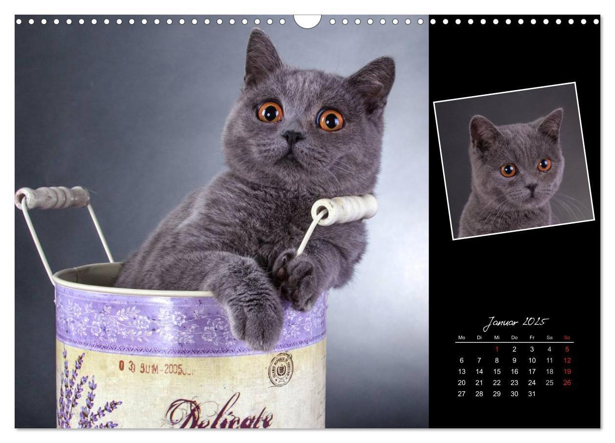 Bild: 9783435772926 | Britisch Kurzhaar Katzen (Wandkalender 2025 DIN A3 quer), CALVENDO...