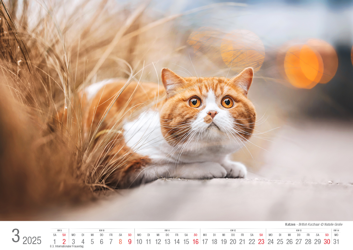 Bild: 9783965352360 | Katzen 2025 Bildkalender A3 quer - Natalie Große | Holger Klaes | 2025