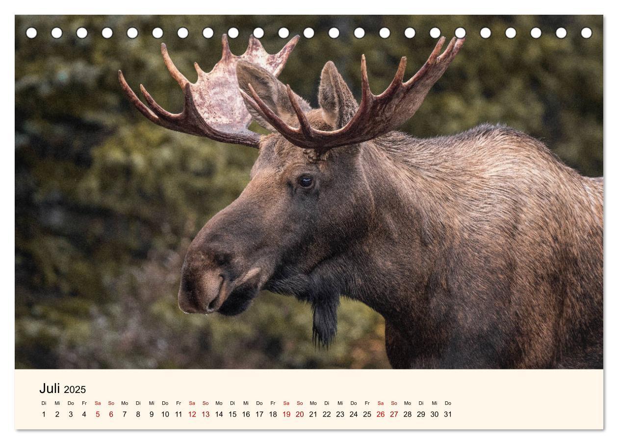 Bild: 9783435129089 | Der Elch - König des Nordens (Tischkalender 2025 DIN A5 quer),...