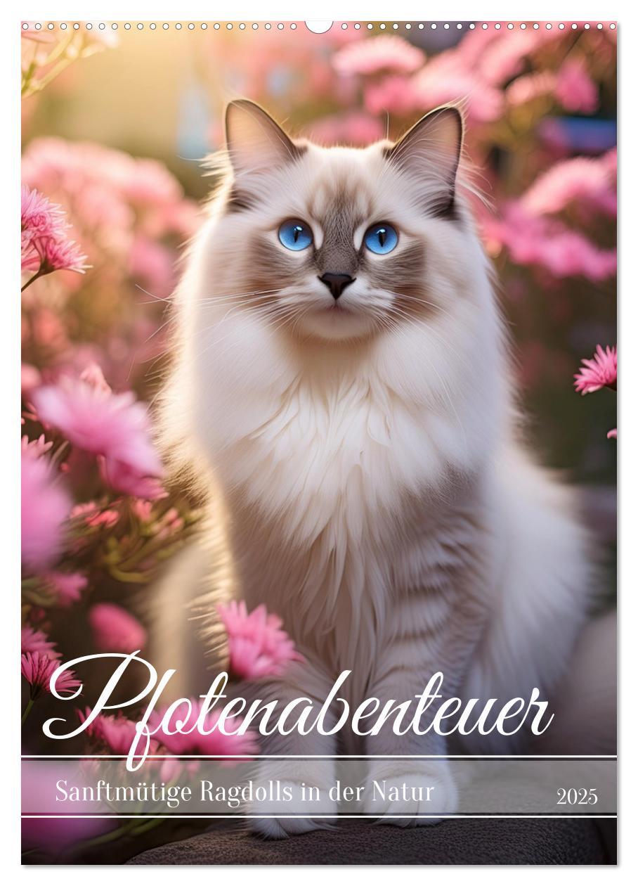 Cover: 9783383833342 | Pfotenabenteuer - Ragdolls in der Natur (Wandkalender 2025 DIN A2...