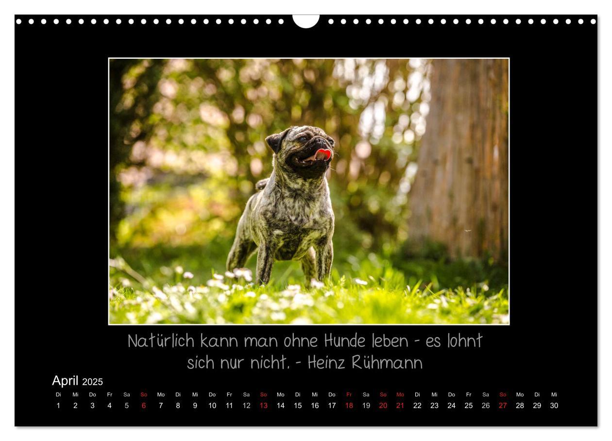 Bild: 9783435713288 | Möpse 2025 (Wandkalender 2025 DIN A3 quer), CALVENDO Monatskalender