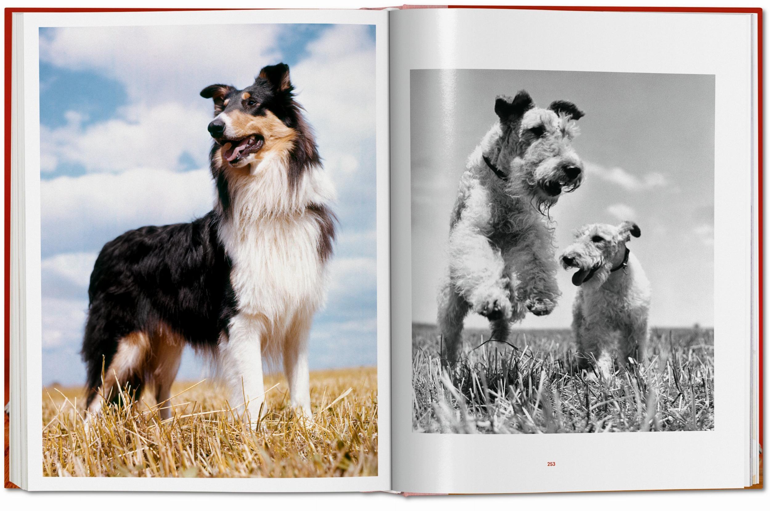 Bild: 9783836584296 | Walter Chandoha. Dogs. Photographs 1941-1991 | Reuel Golden | Buch