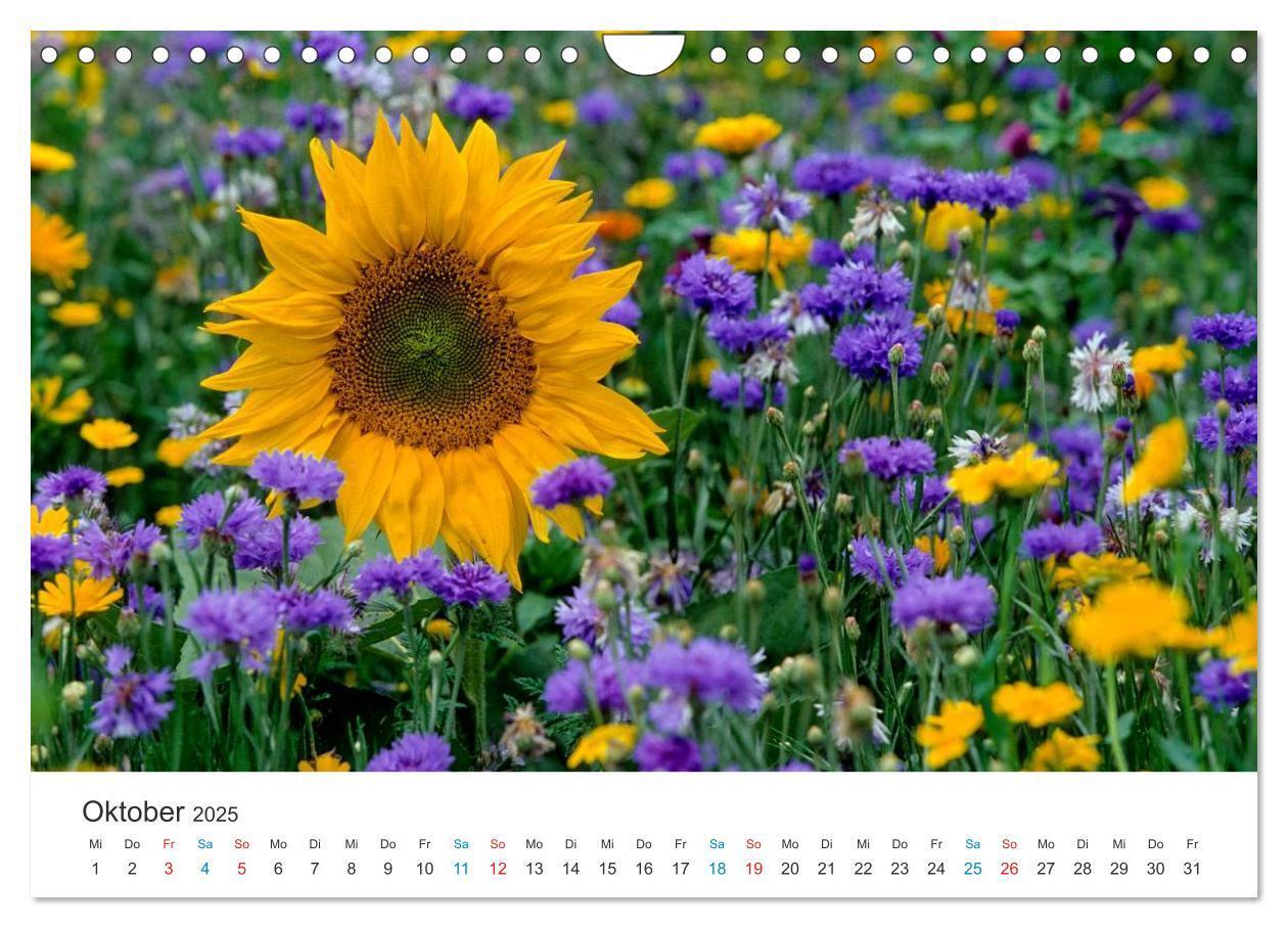 Bild: 9783435788514 | Sonnenblumen 2025 (Wandkalender 2025 DIN A4 quer), CALVENDO...