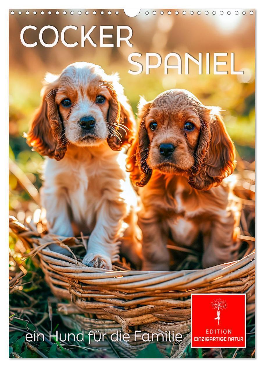 Cover: 9783383765421 | Cocker Spaniel - ein Hund für die Familie (Wandkalender 2025 DIN A3...