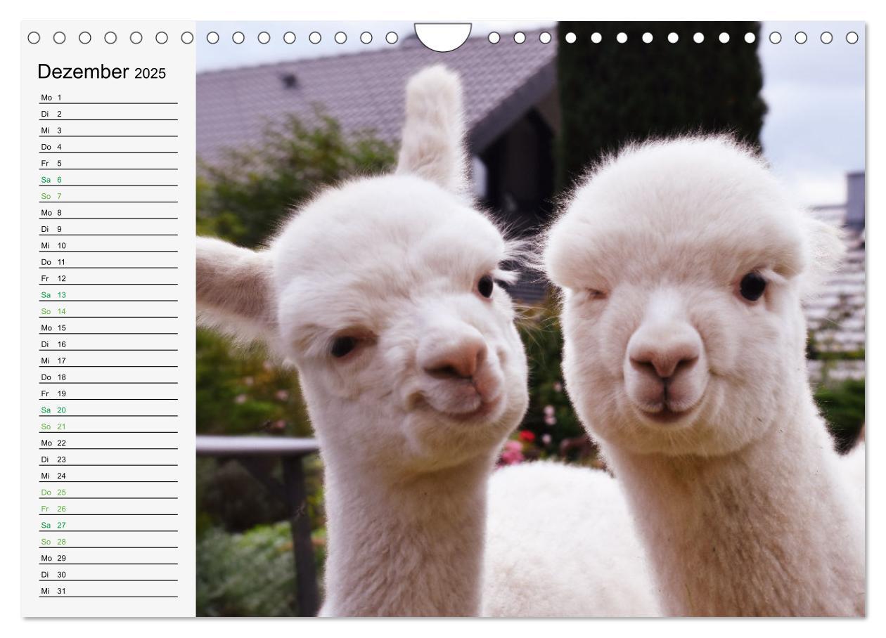 Bild: 9783383940514 | Alpakababys zum Verlieben (Wandkalender 2025 DIN A4 quer), CALVENDO...