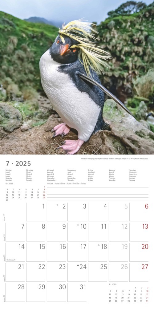 Bild: 4251732343101 | Alpha Edition - Pinguine 2025 Broschürenkalender, 30x30cm,...