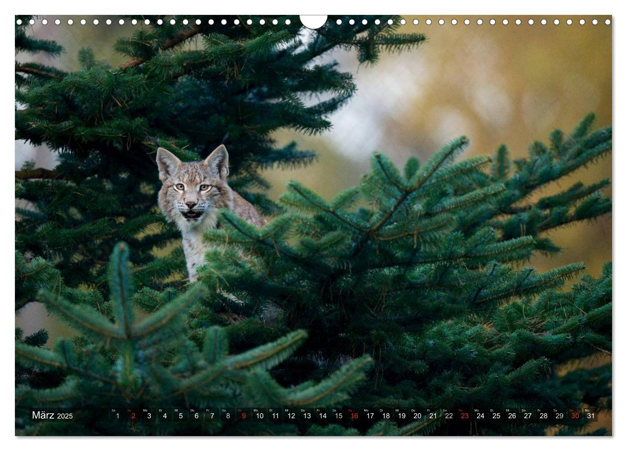 Bild: 9783435689576 | Der Luchs - Dem Pinselohr auf der Spur (Wandkalender 2025 DIN A3...