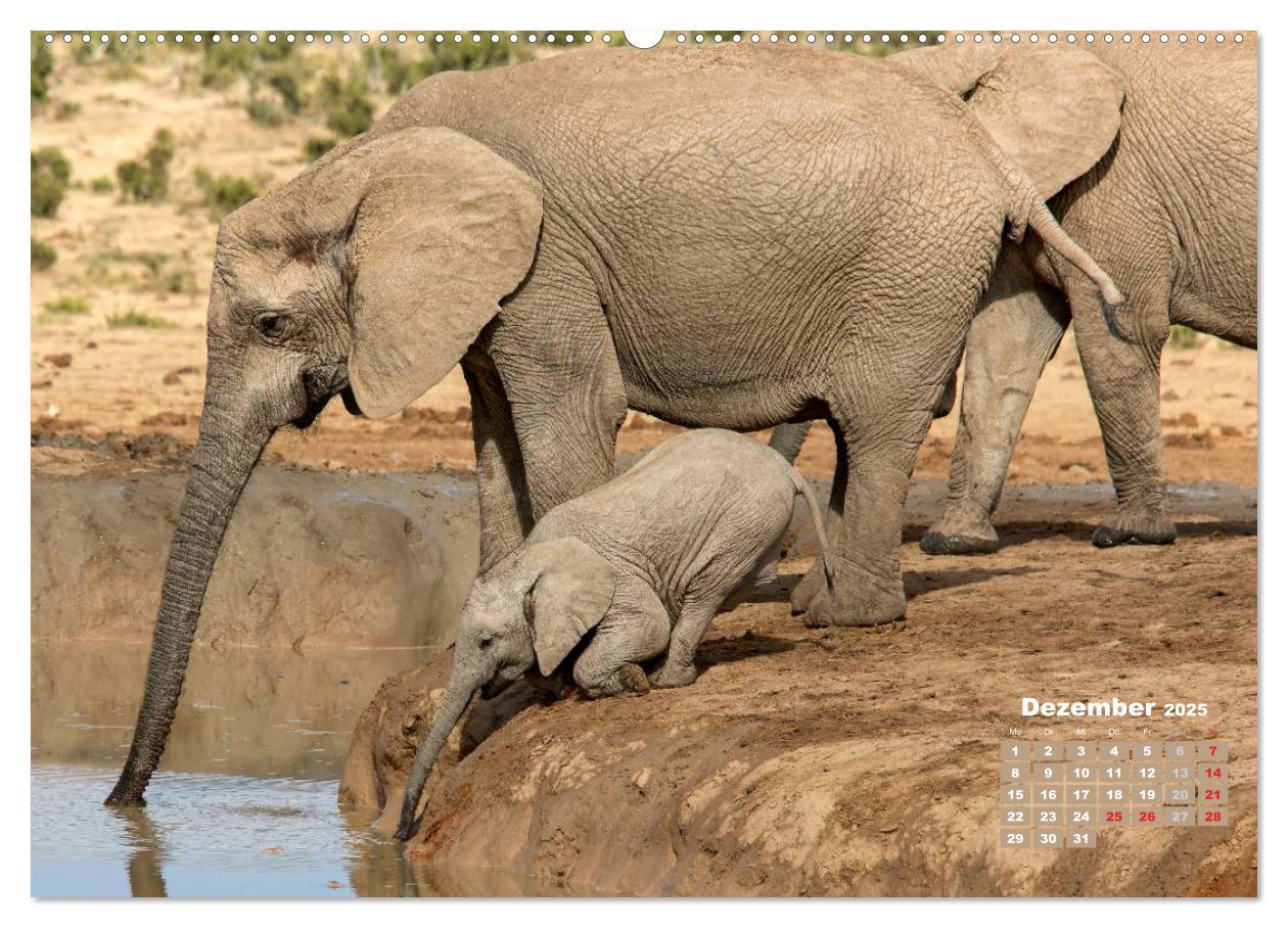 Bild: 9783435716258 | Afrikas Tierwelt: Elefantenbabys (Wandkalender 2025 DIN A2 quer),...