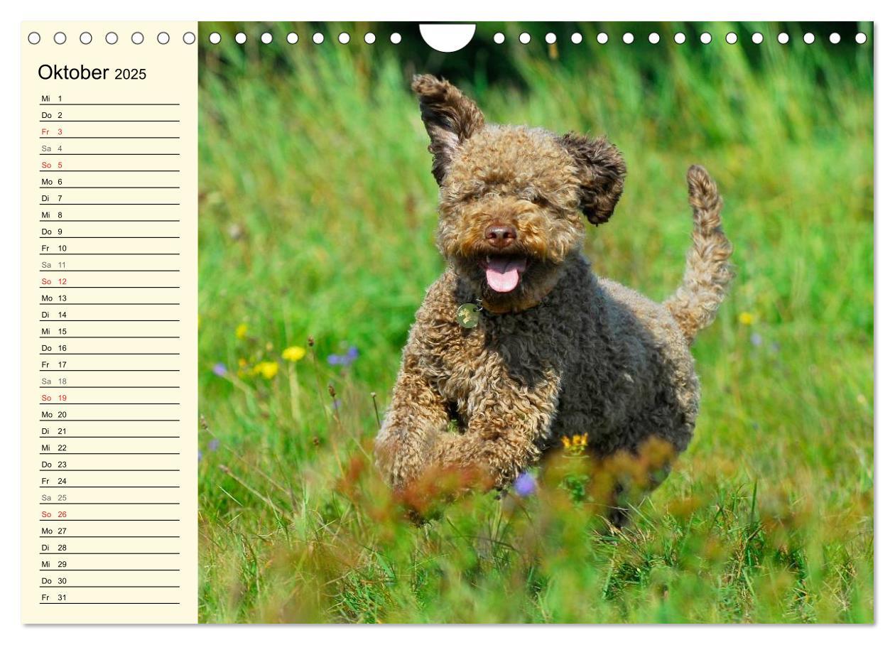 Bild: 9783435545292 | Lagotto Romagnolo - Italienischer Trüffelhund (Wandkalender 2025...