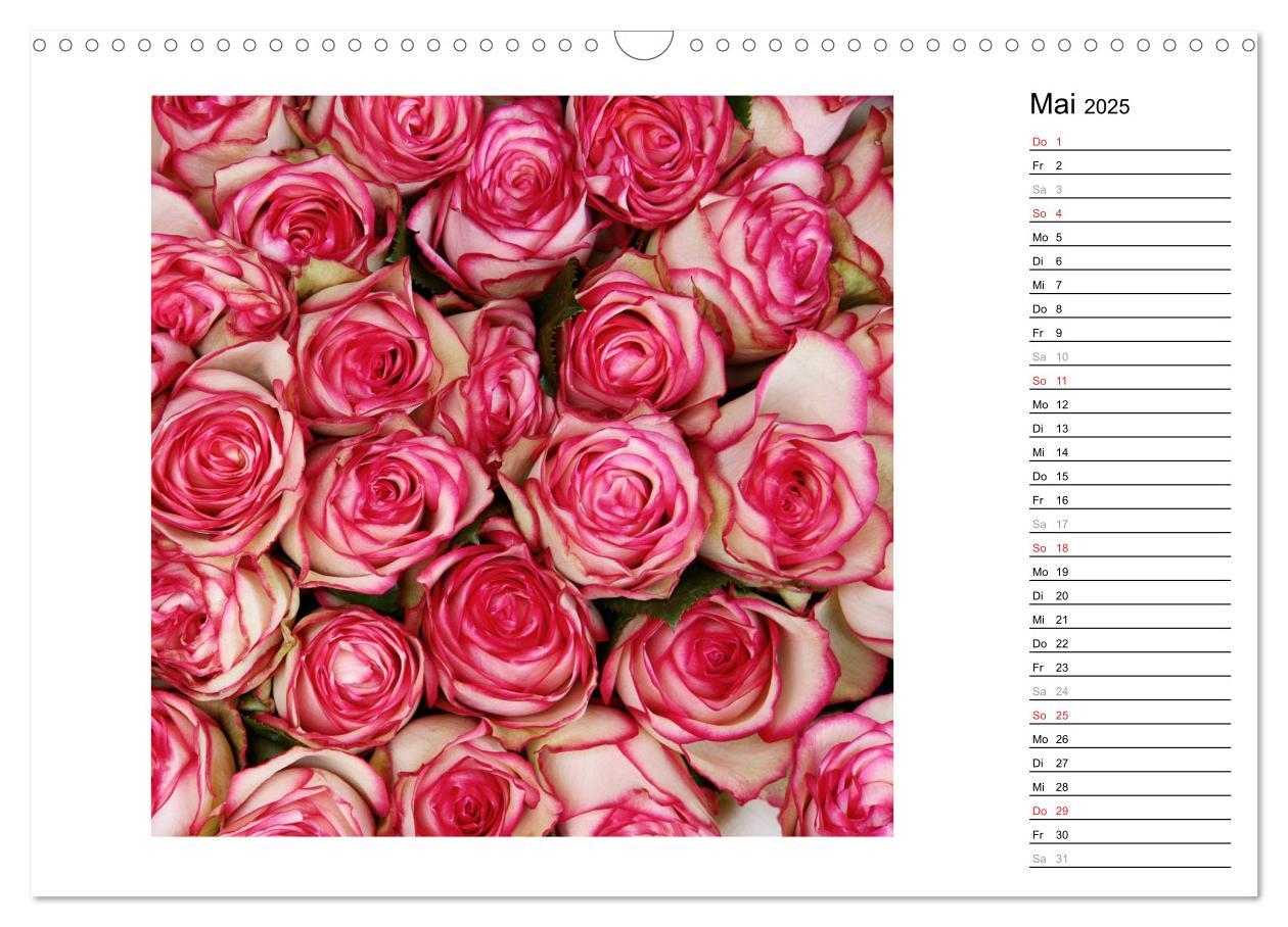 Bild: 9783435467761 | Die vielen Gesichter der Rosen (Wandkalender 2025 DIN A3 quer),...